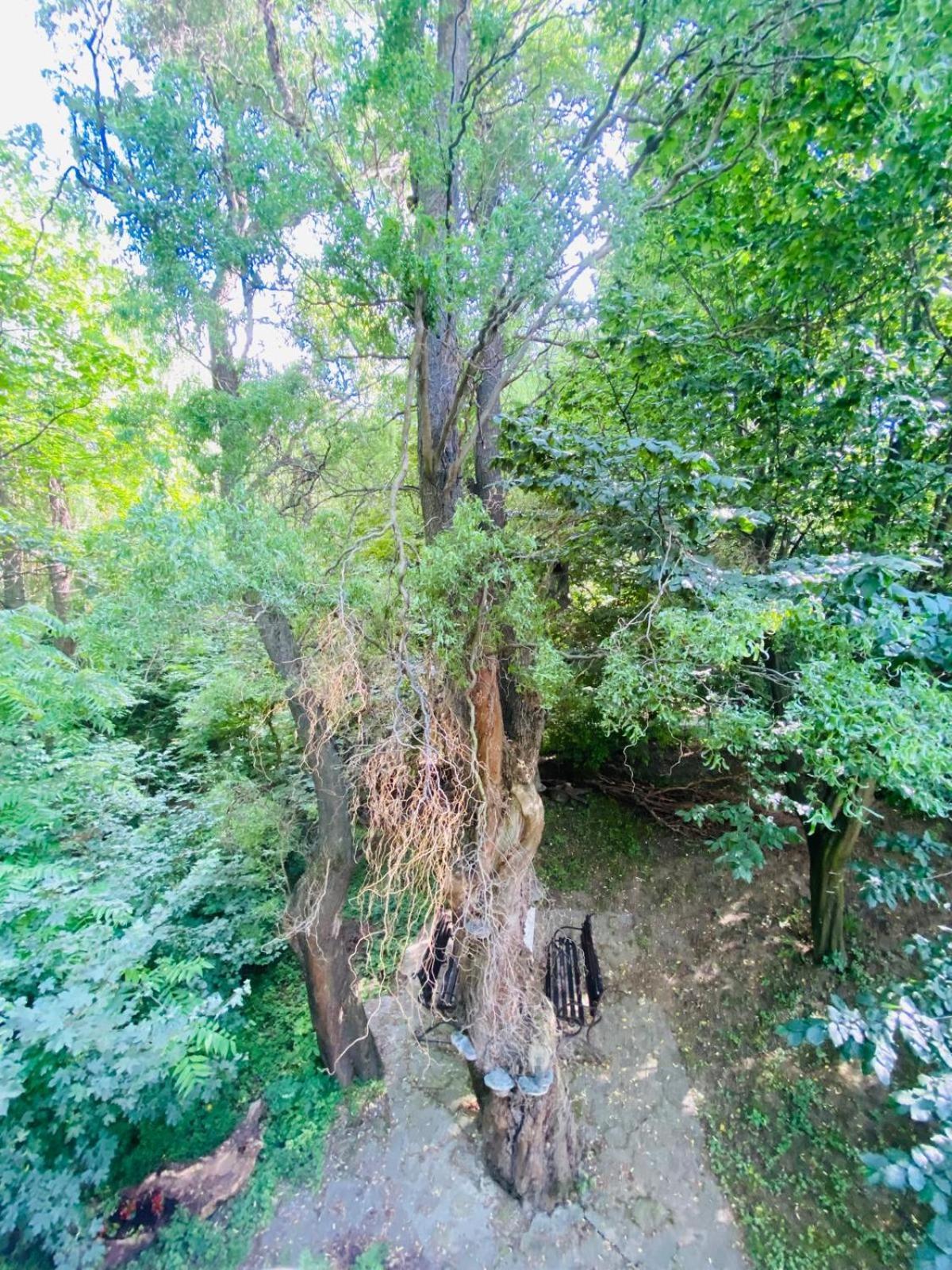 Rapsodia Pension Сучава Екстер'єр фото